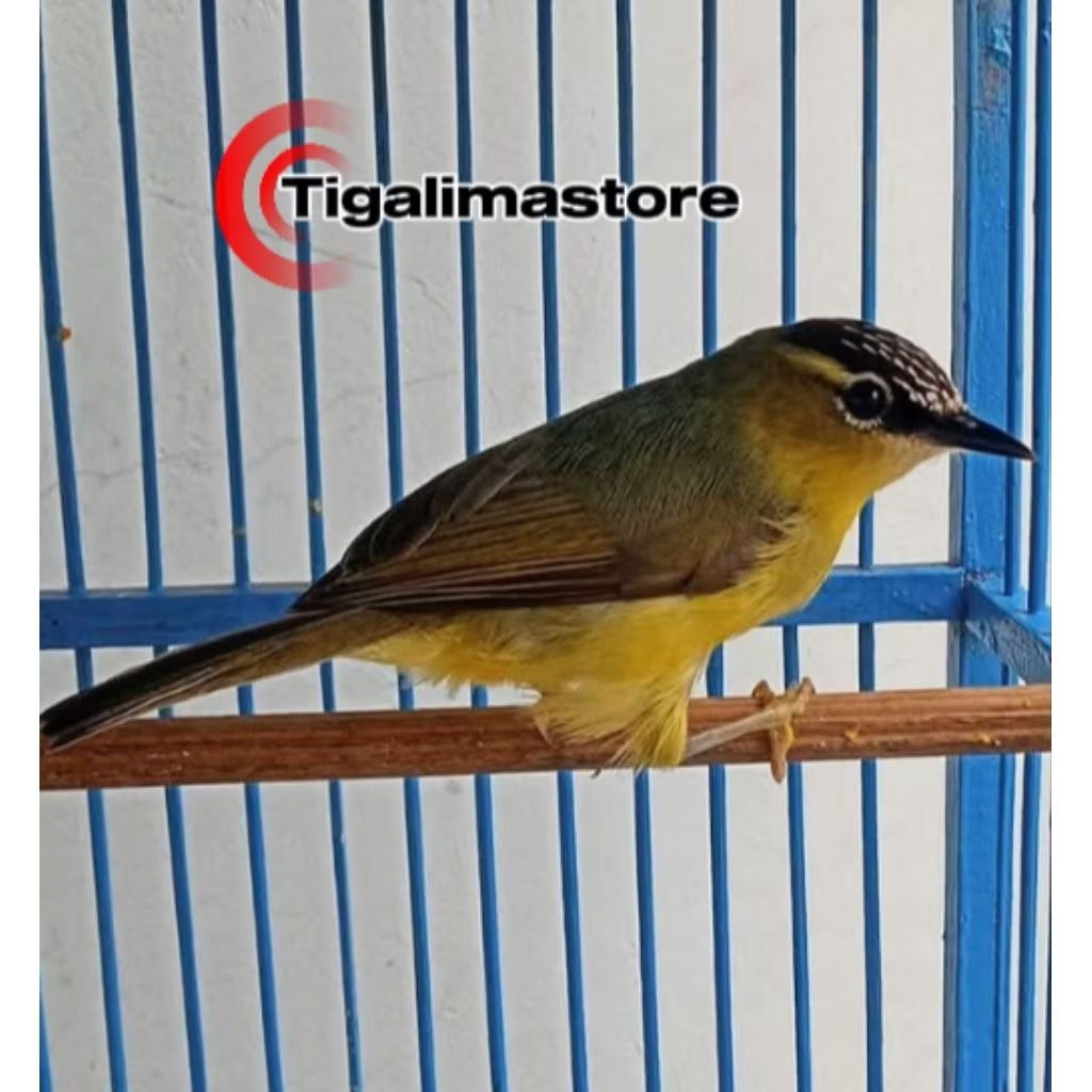 BURUNG OPYOR JAMBUL JANTAN PILIHAN