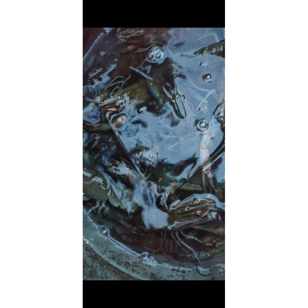 Lobster Air Tawar Indukan 30 Ekor 4 Inch Cepat Bertelur