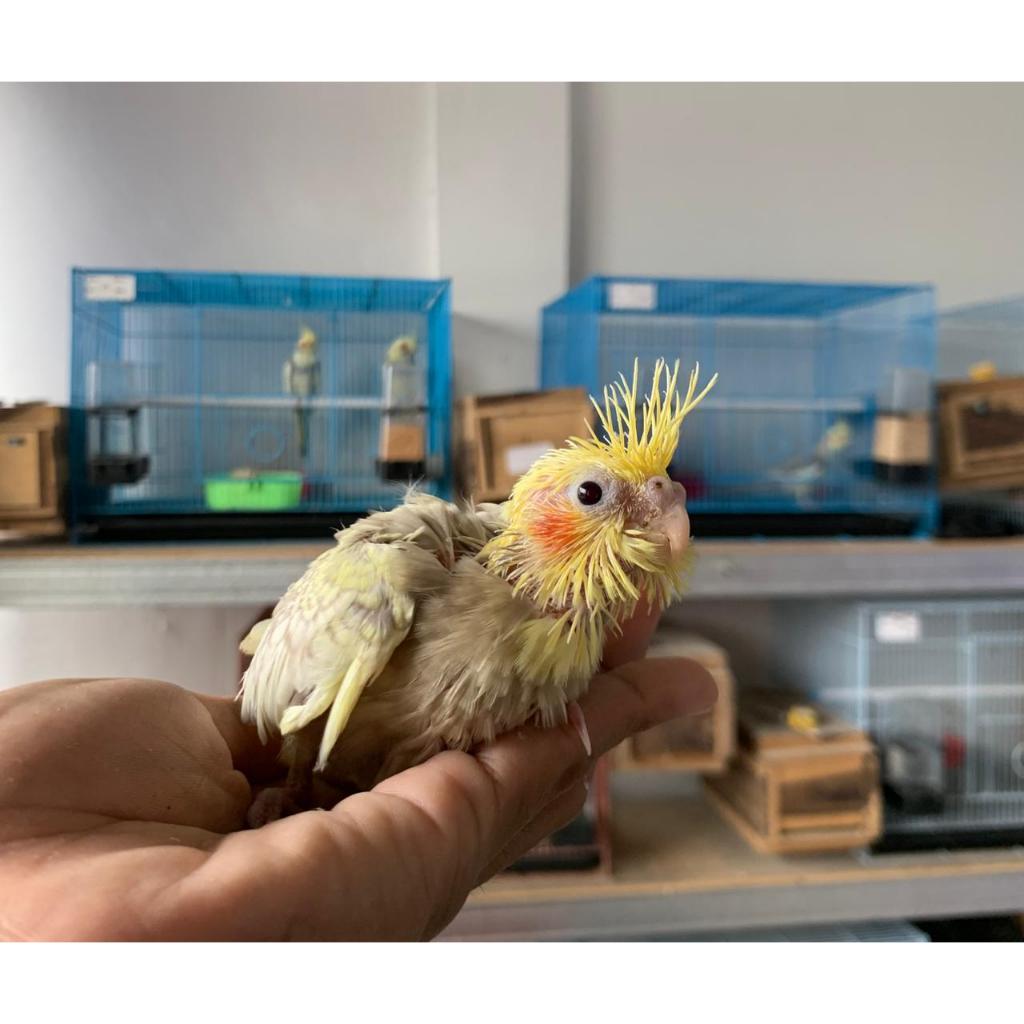 Anakan Burung Hias Lolohan Falk Australia Baby Falk