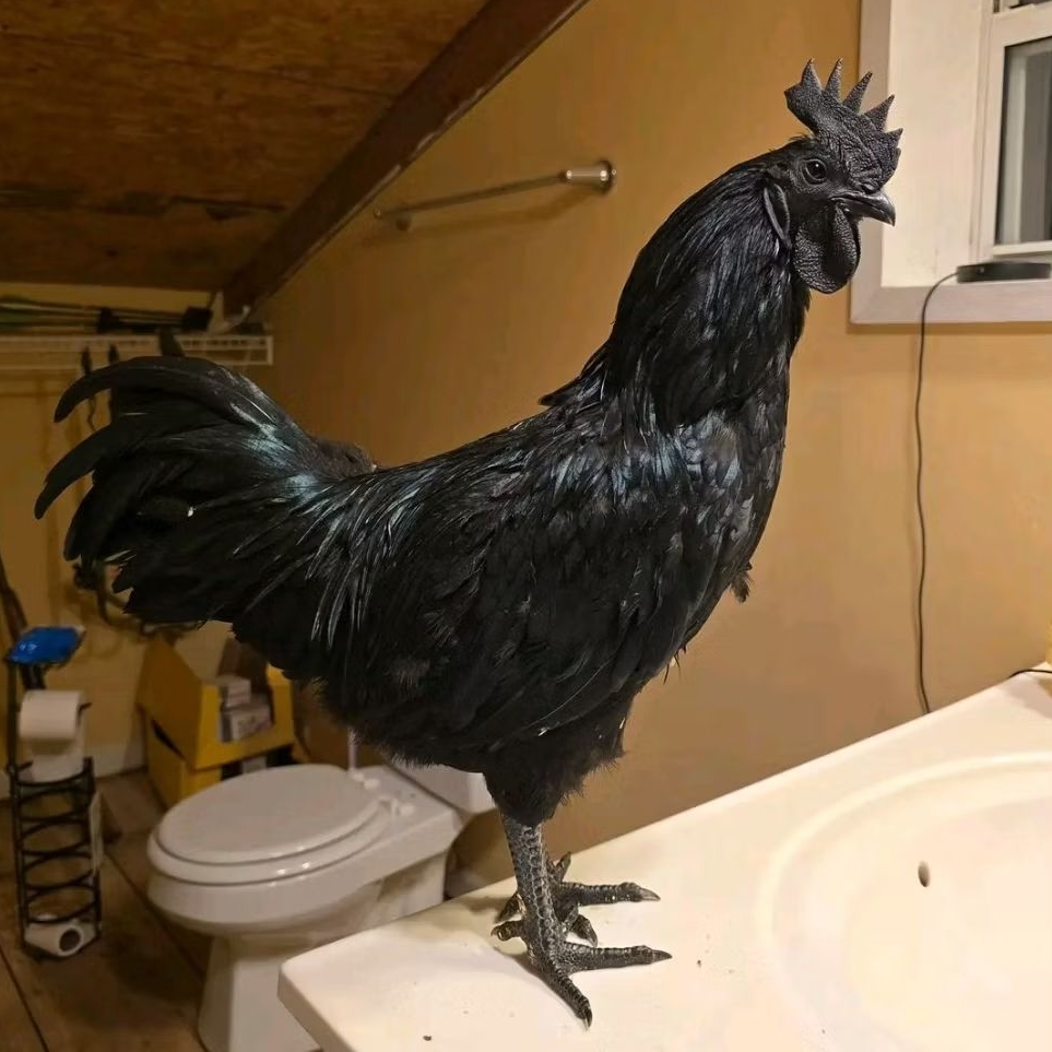 TELUR AYAM CEMANI ASLI LIDAH HITAM UNTUK DITETASKAN