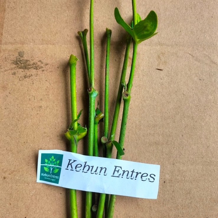 entres jambu air salju 5 mata tunas