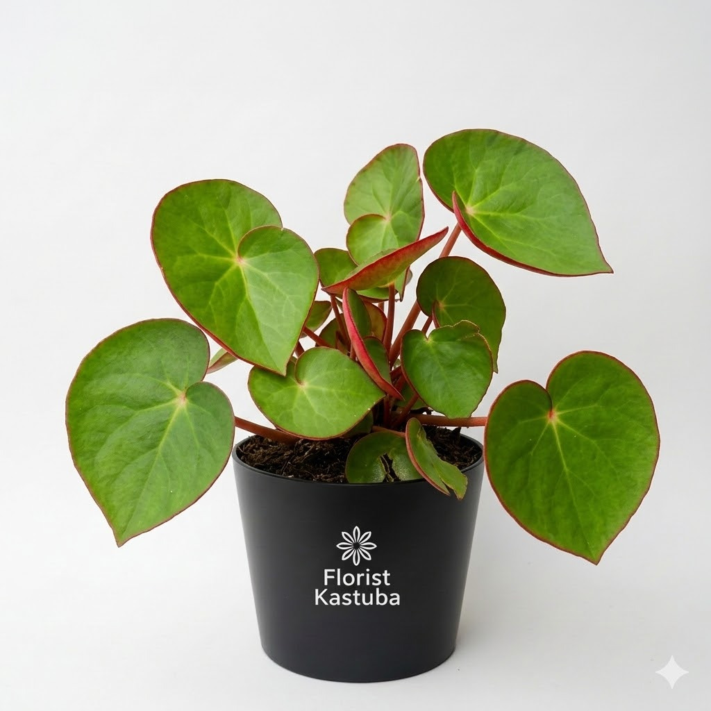 Tanaman Begonia Karpet Bludru: Daun Cantik BertekstuR|Tanaman hidup