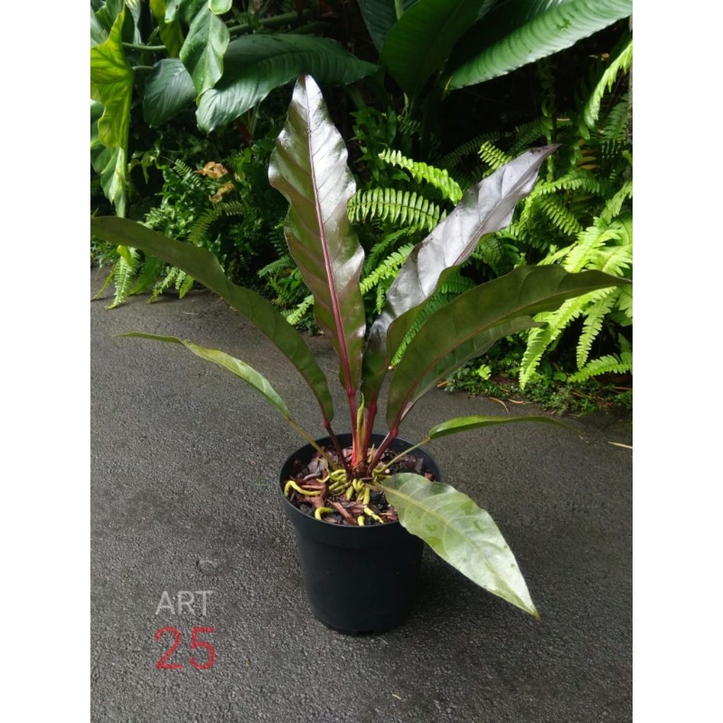 Anthurium Black Dragon Anturium Variant Hitam Real Picture
