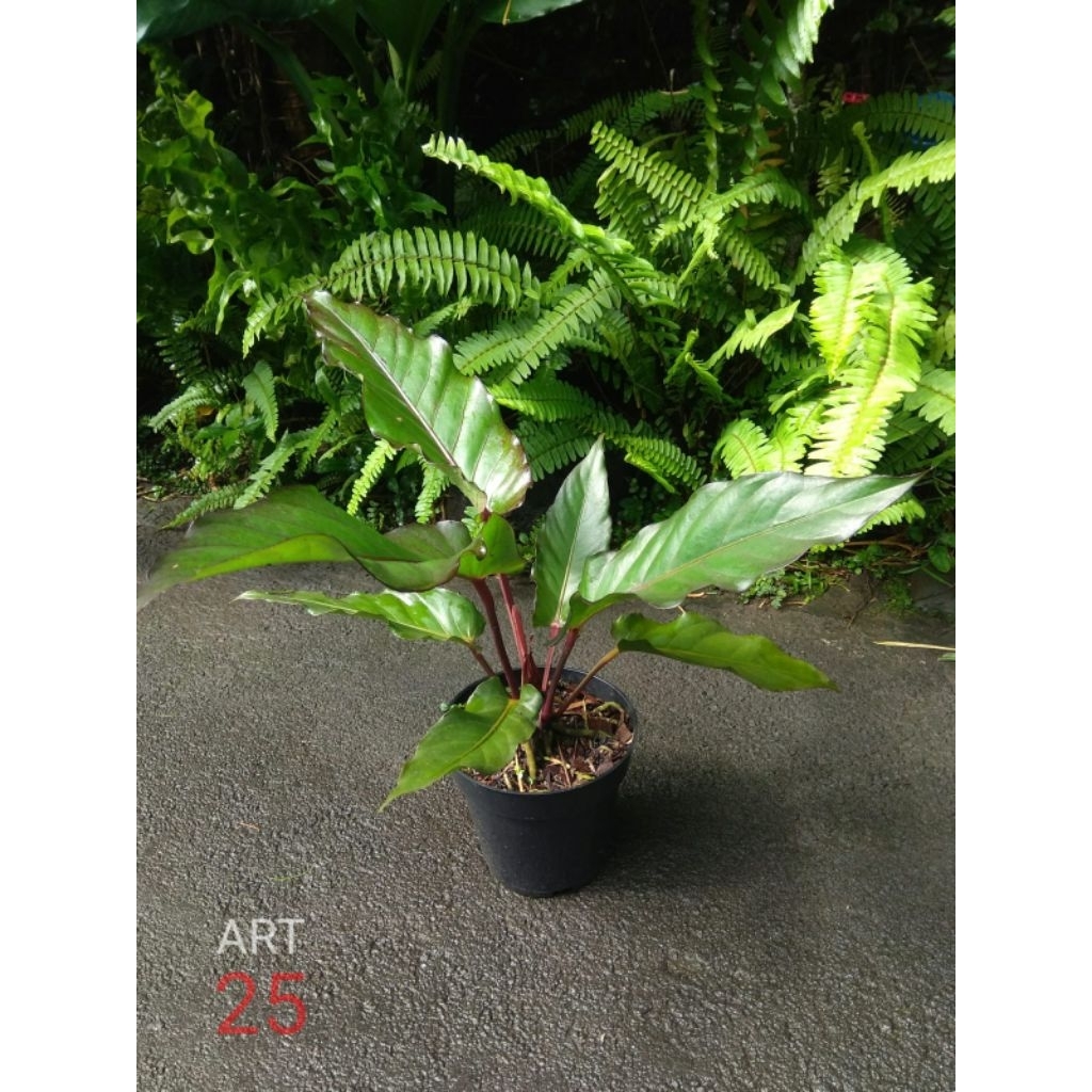 Anthurium 'Black Beauty' Anturium Sesuai Foto