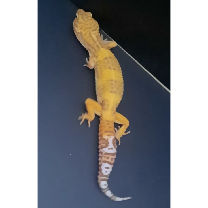 MAINAN GECKO LEOPARD SUNGLOW TREMPER