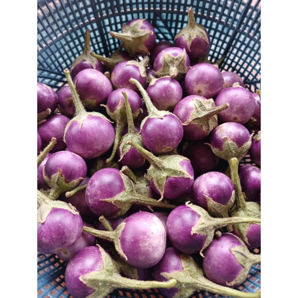 Terong Ungu (Gelatik) Kecil Bulat Segar/Petik langsug 250gr/500gr/1000gr.Lalapan & Masak