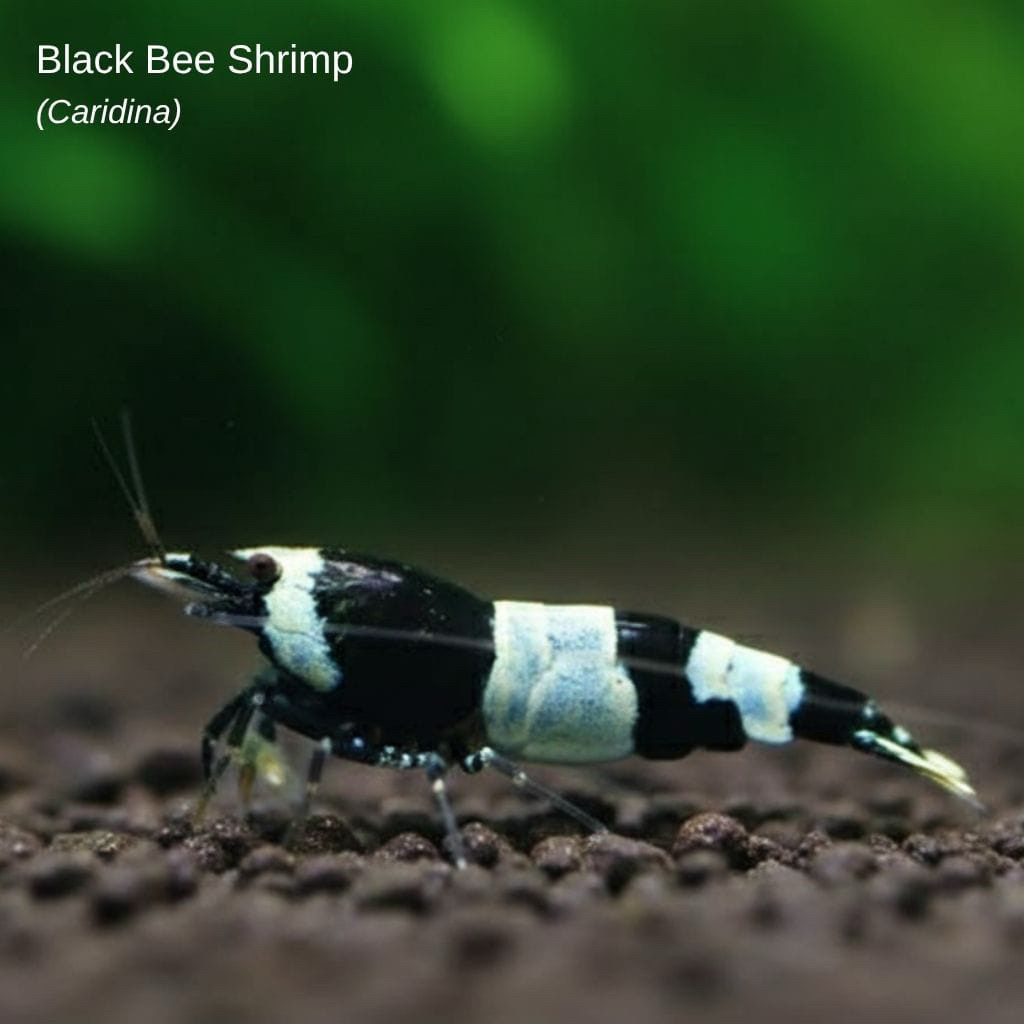 Udang Hias Black Bee Shrimp Aquascape
