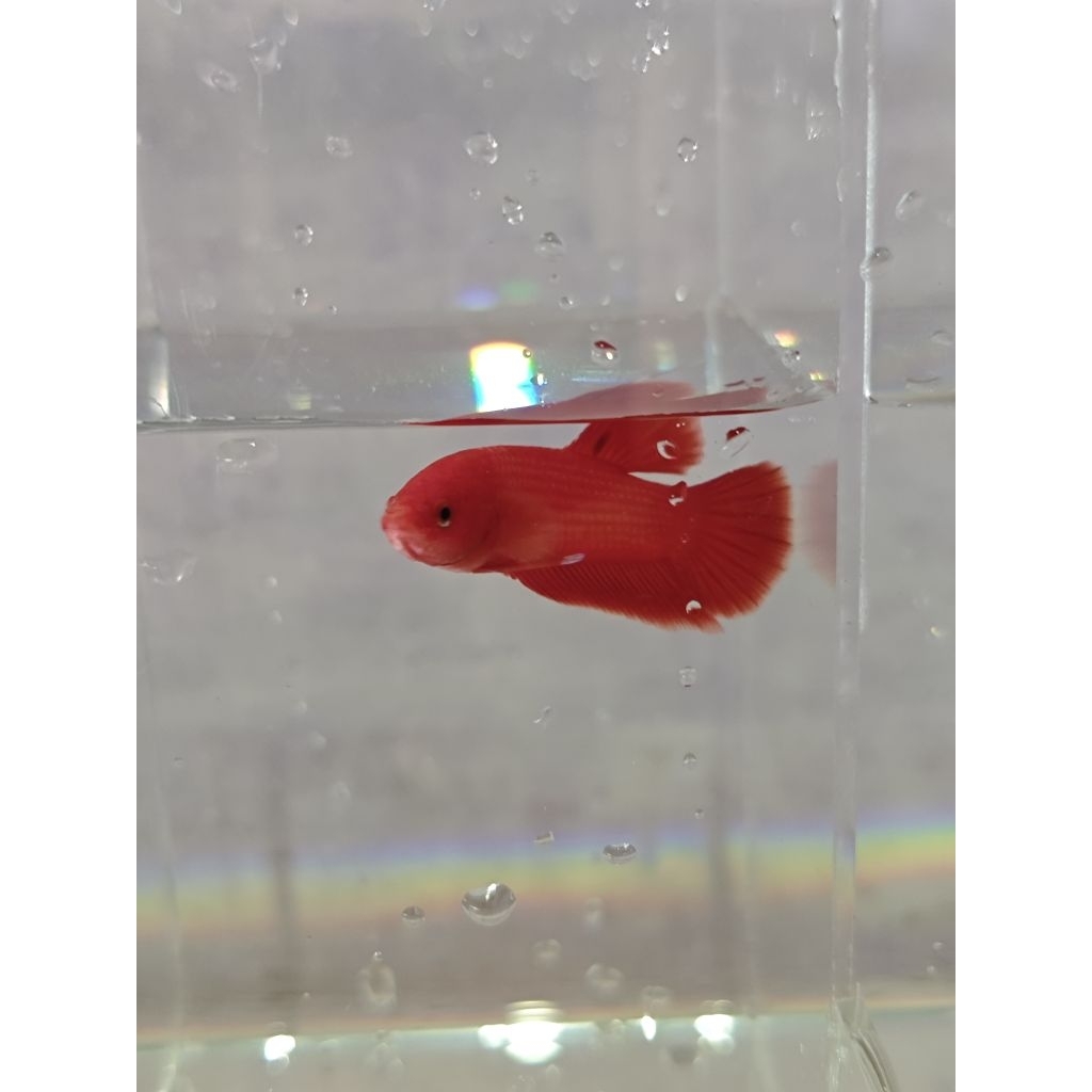 Ikan Cupang Plakat Super Red Jantan - Warna Merah Solid, Bentuk Ekor Indah, Ukuran Medium