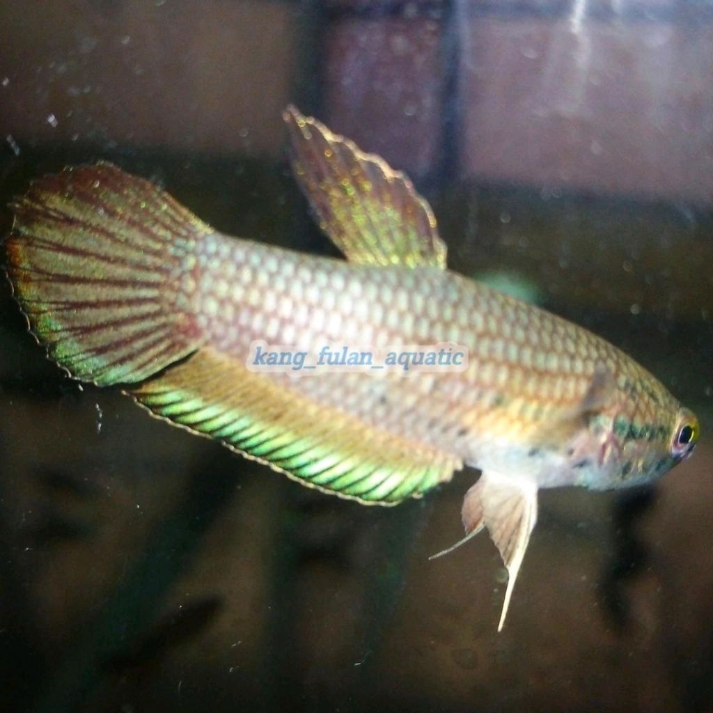 WILD BETTA PICTA CUPANG ALAM