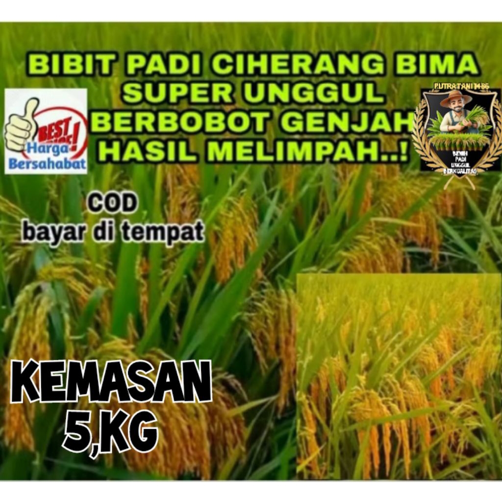 PADI BIMA SAKTI ORIGINAL ( CIHERANG MALAI PANJANG) PENERUS CIPUTRI