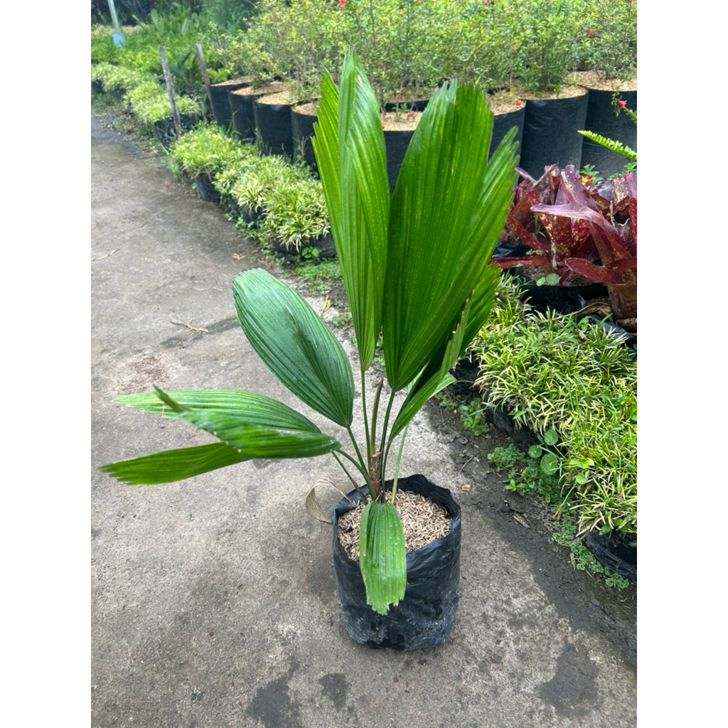 Tanaman Hias Palem kol atau kipas | licuala grandis