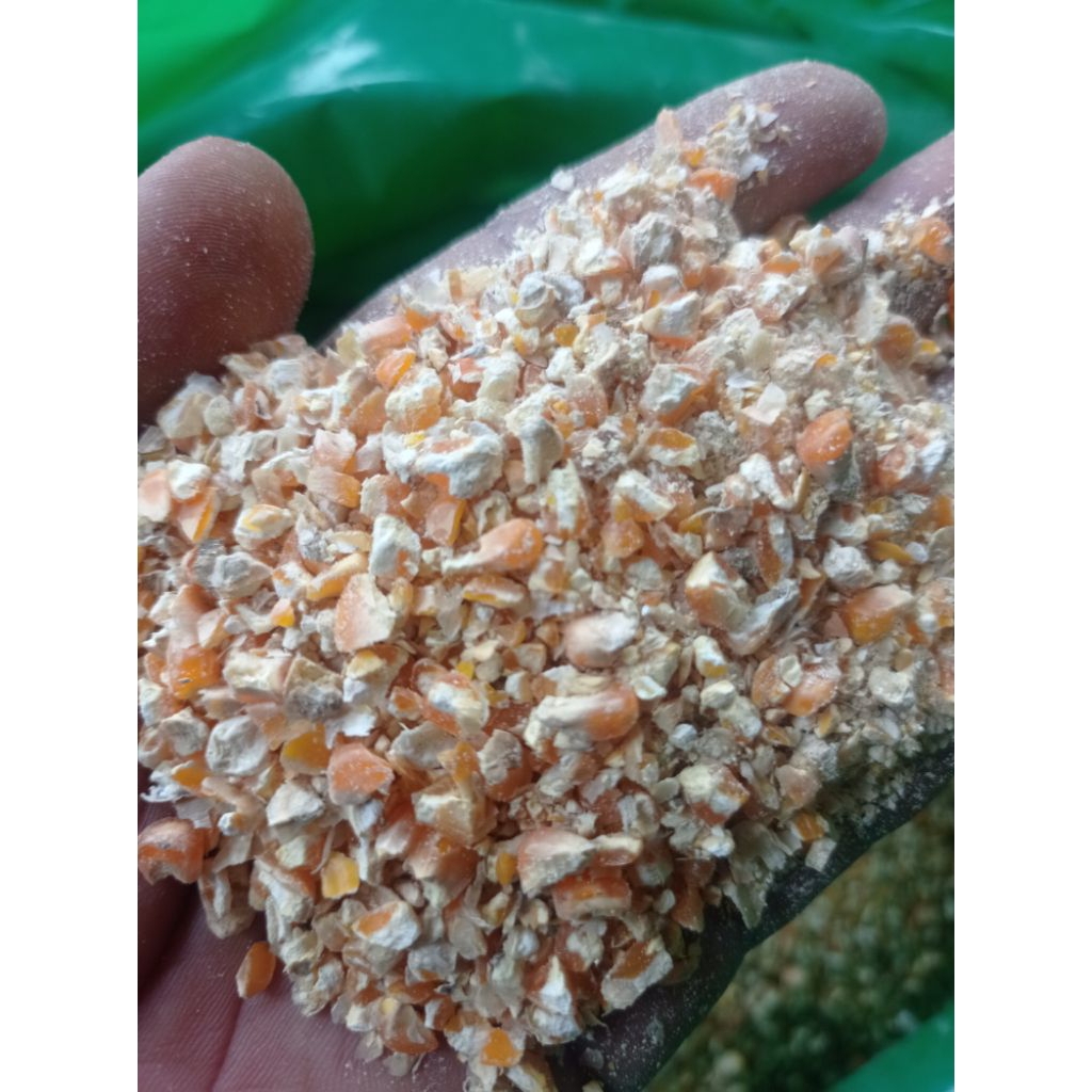 jagung giling pakan ternak