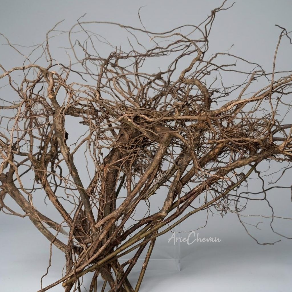 Akar senggani untuk mendekorasi aquascape pohon bonsai aquarium hardscape jungle dan paludarium