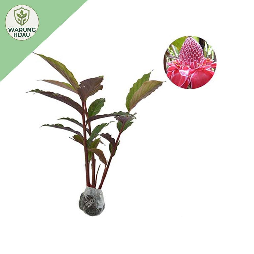 Bibit Tanaman Kecombrang Merah Segar Sehat