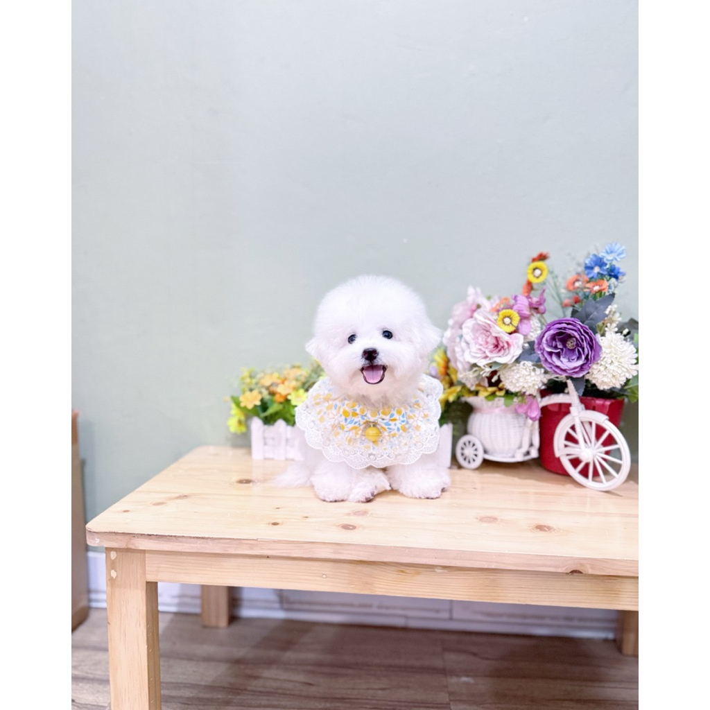 korean mini bichon frise bloodline import korea super cute face bulan poodle pudel podel podle