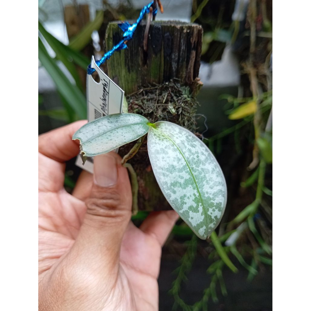 Anggrek Tokek stuartiana Phalaenopsis stuartiana