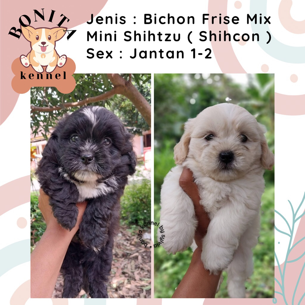 Mini Shihtzu Mix Bichon Frise Shihcon Anjing Shitzu Bichon