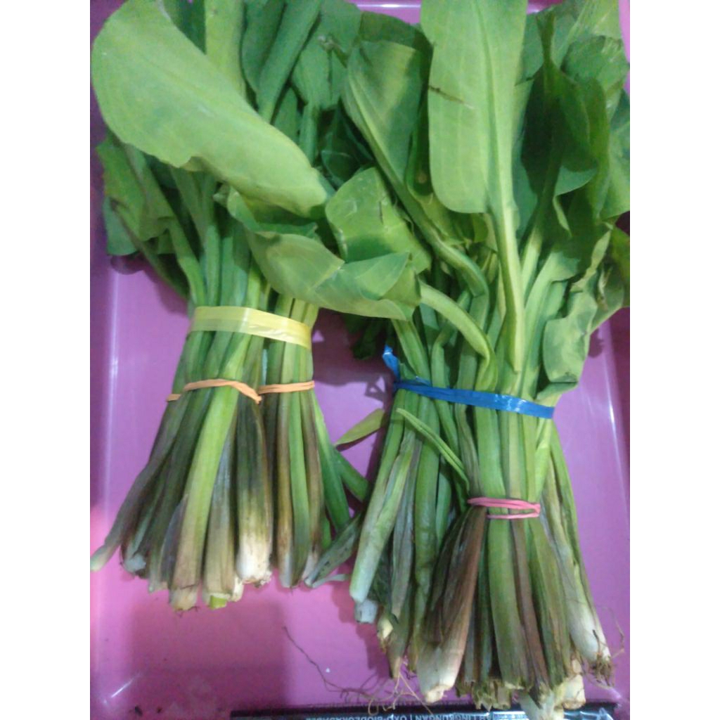 Sayur Genjer / Genyer/Kenjer /Kelayan /Sawah letus Hijau segar per ikat