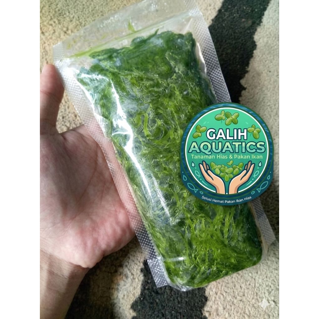 lumut umpan ikan nila