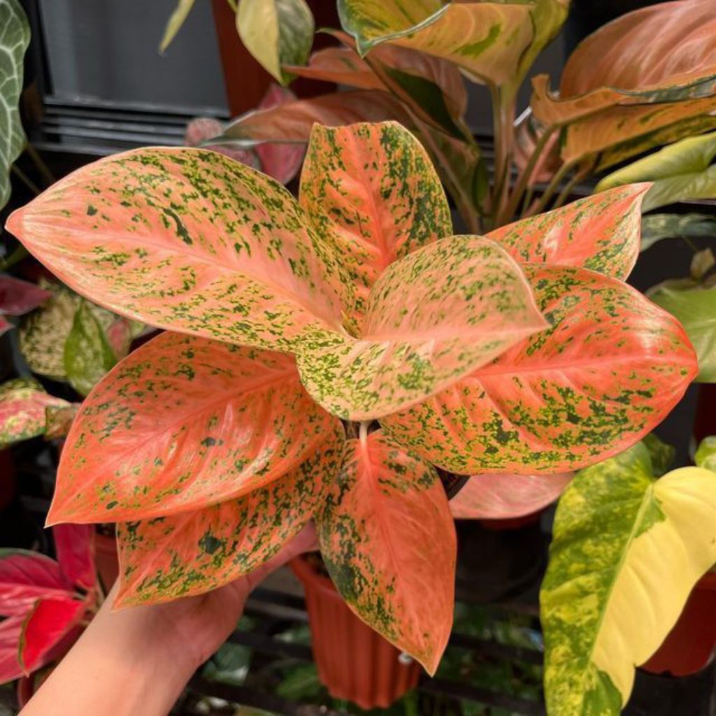 Bibit Tanaman Hias Aglaonema Stardust Orange