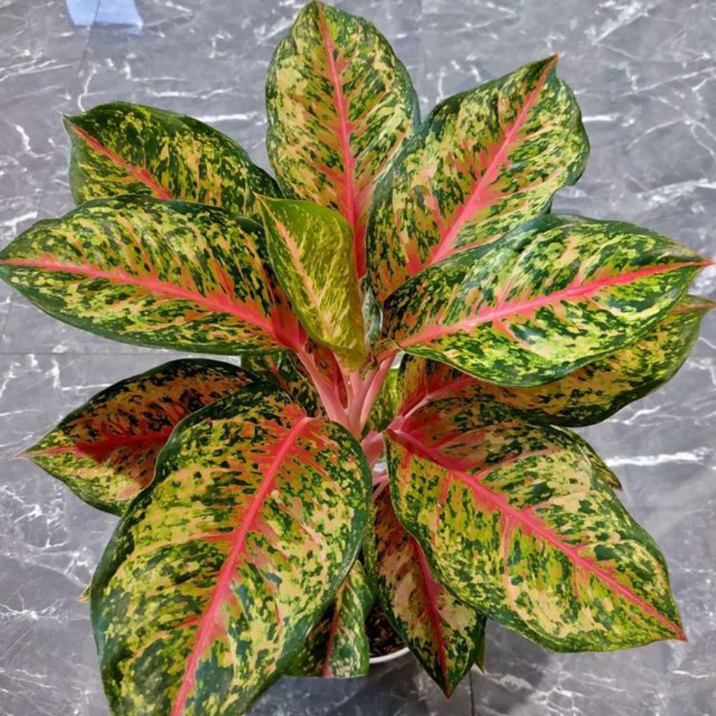 Bibit Tanaman Hias Aglaonema Sweet Dream