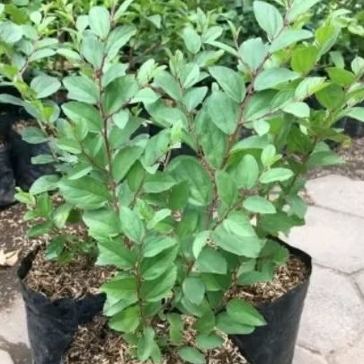 Bibit bidara//pohon bidara arab (beli 5 gratis 1)