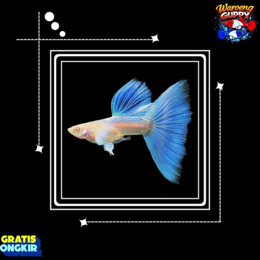 Stiker GUPPY SKY BLUE TOPAZ