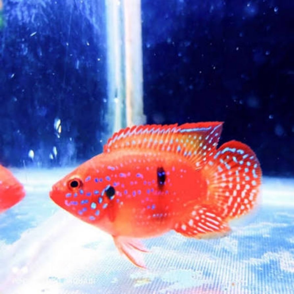 mainan red Jewel sb cichlid 4cm