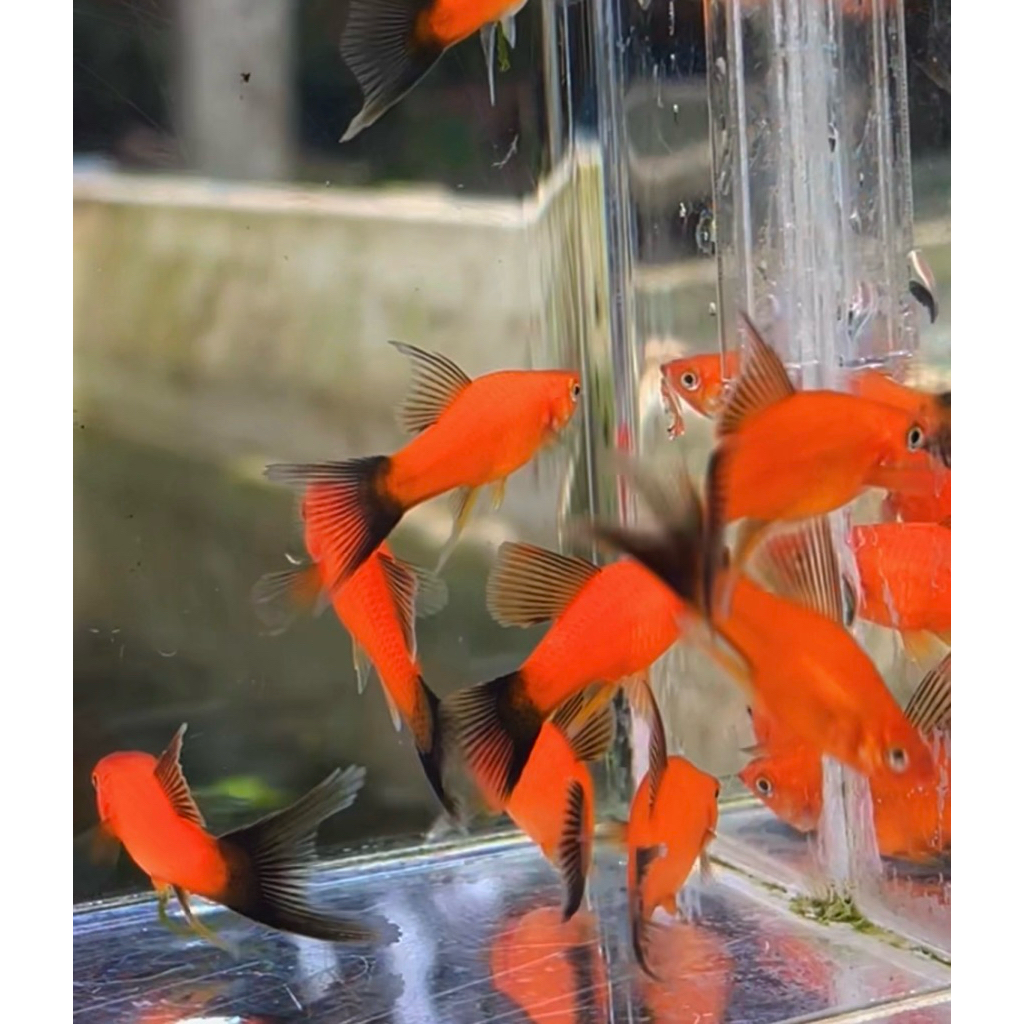 platy wagtail lyretail higfin