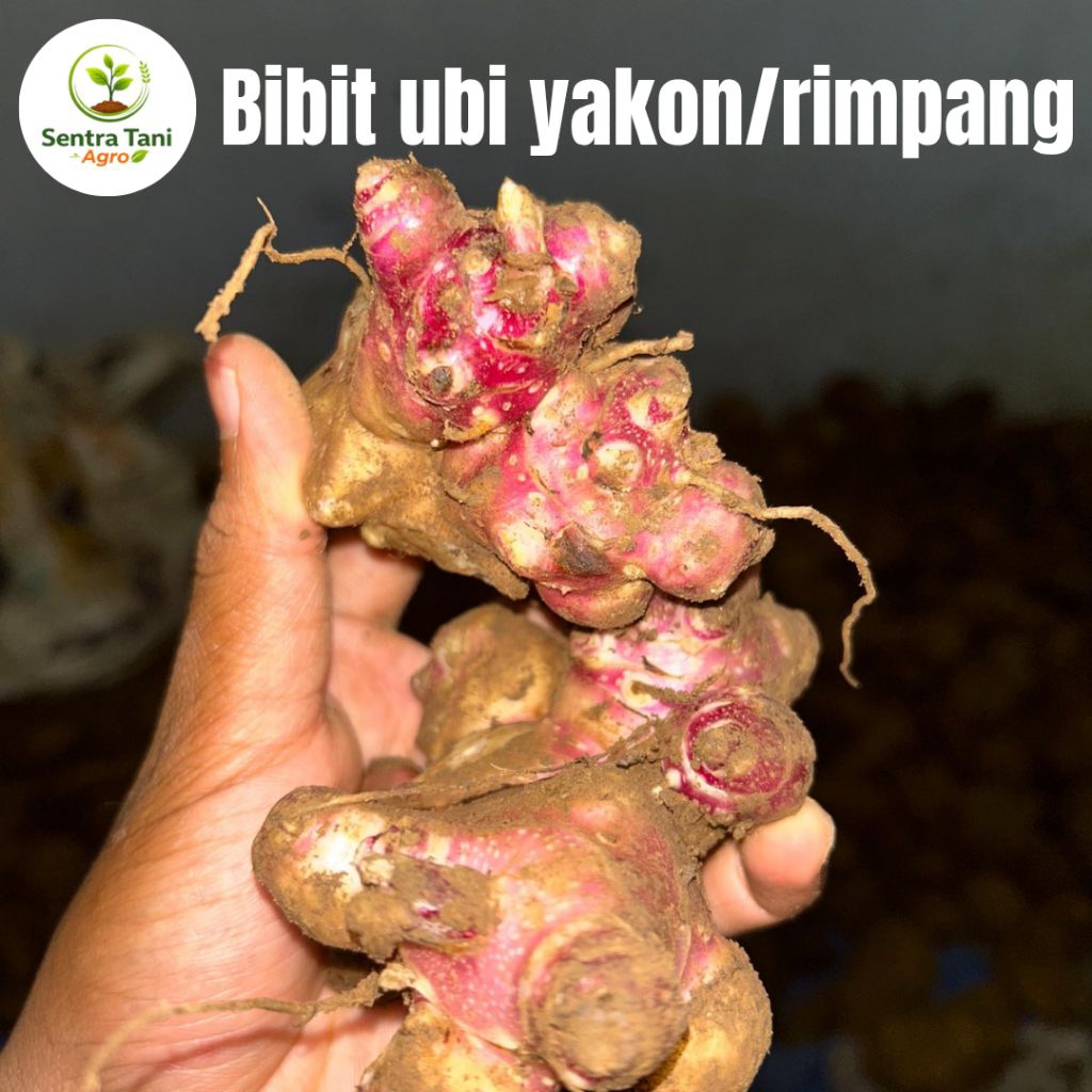 Bibit Rimpang Ubi Yakon 1 Pcs Isi 5–10 Mata Tunas | Bibit Yakon Siap Tanam | Umbi Yakon Berkualitas
