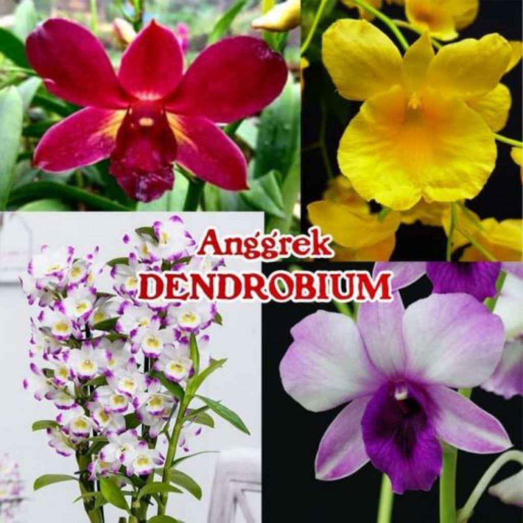 paket 4 bunga anggrek dendrobium