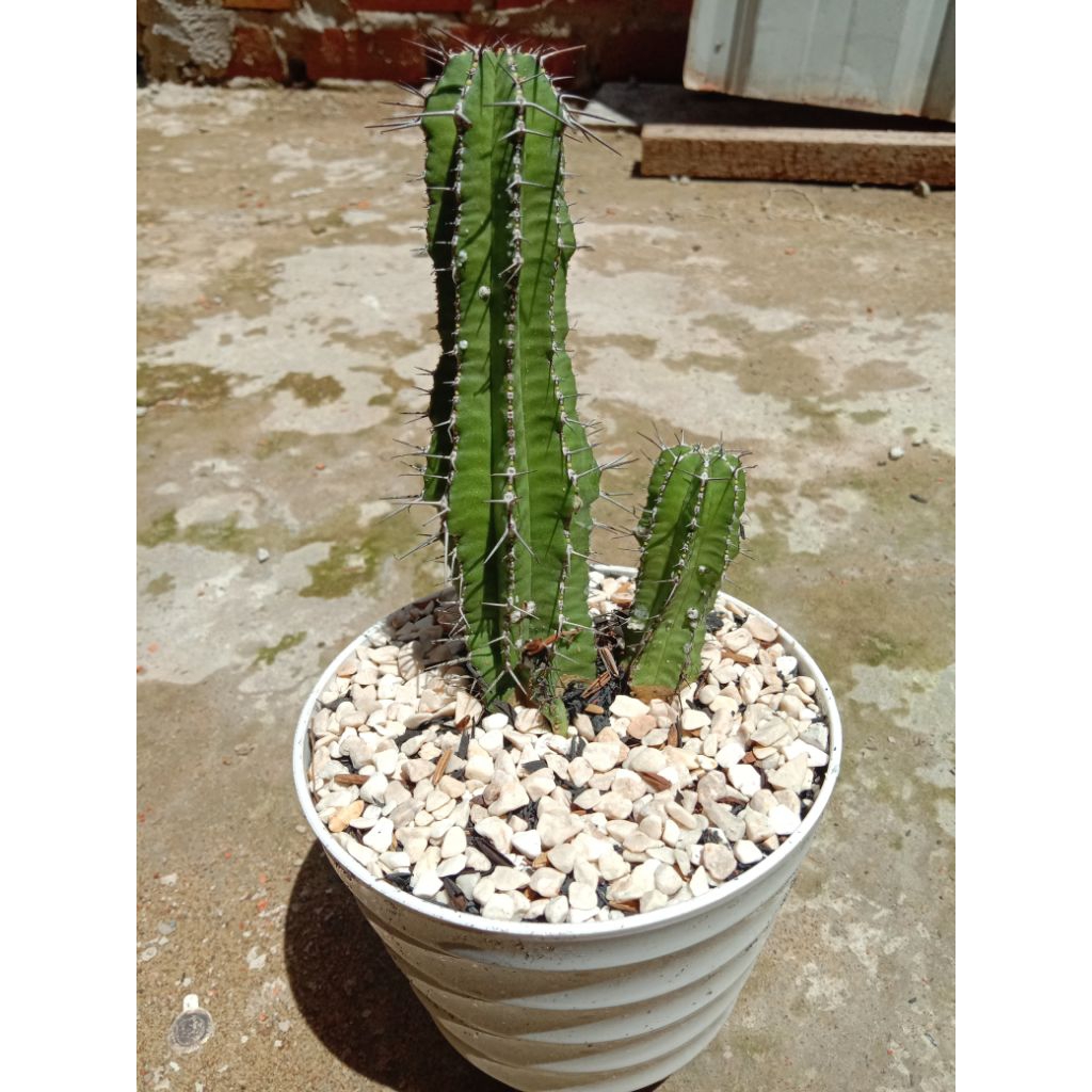 KAKTUS EUPHORBIA BESAR