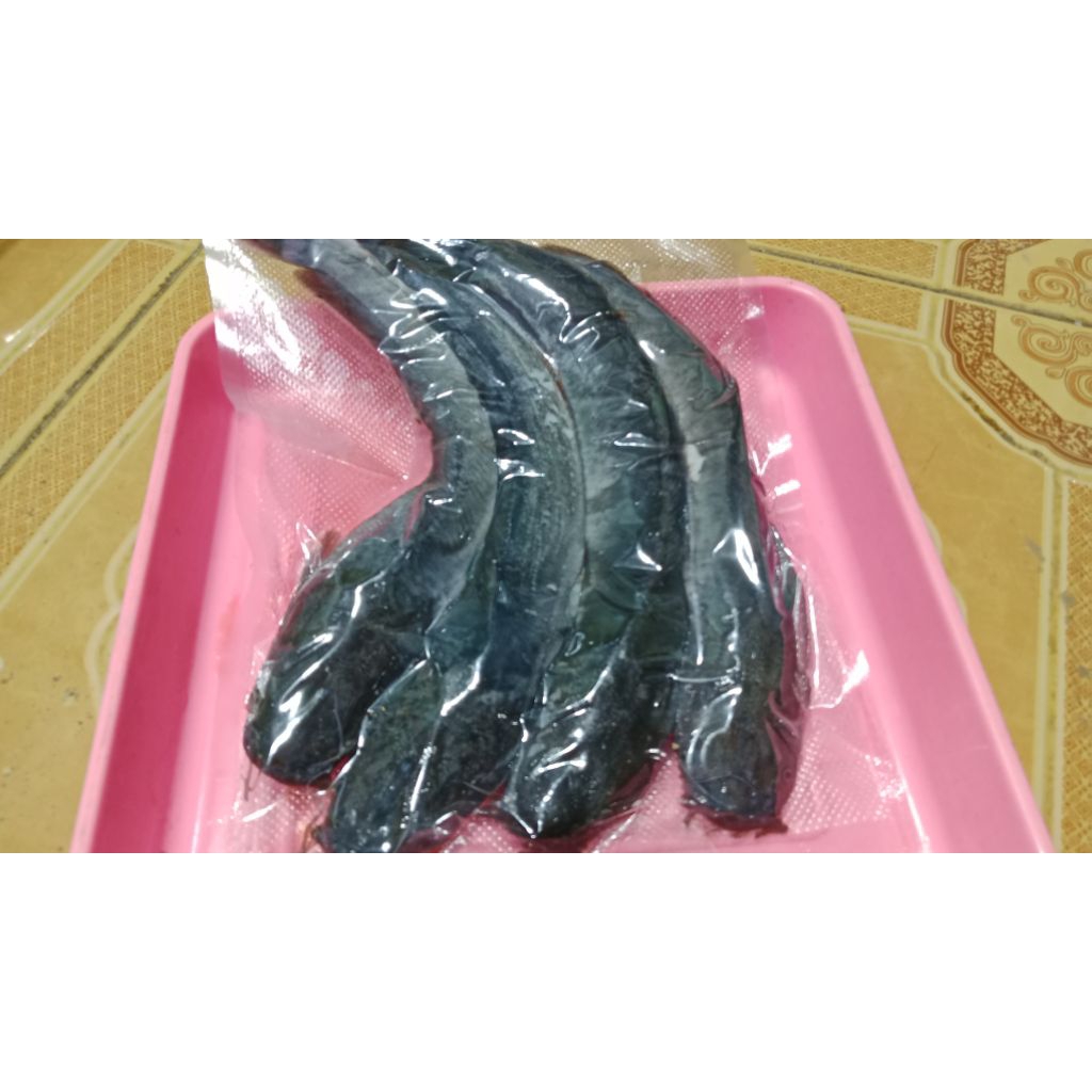 ikan lele segar fresh