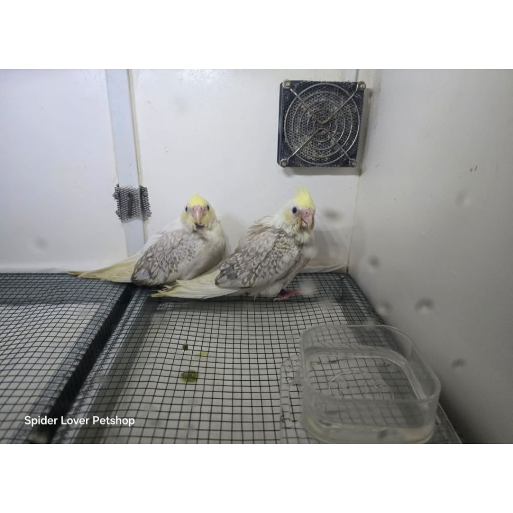 Baby yellow face falk cockatiel heavy pearl heavy pied