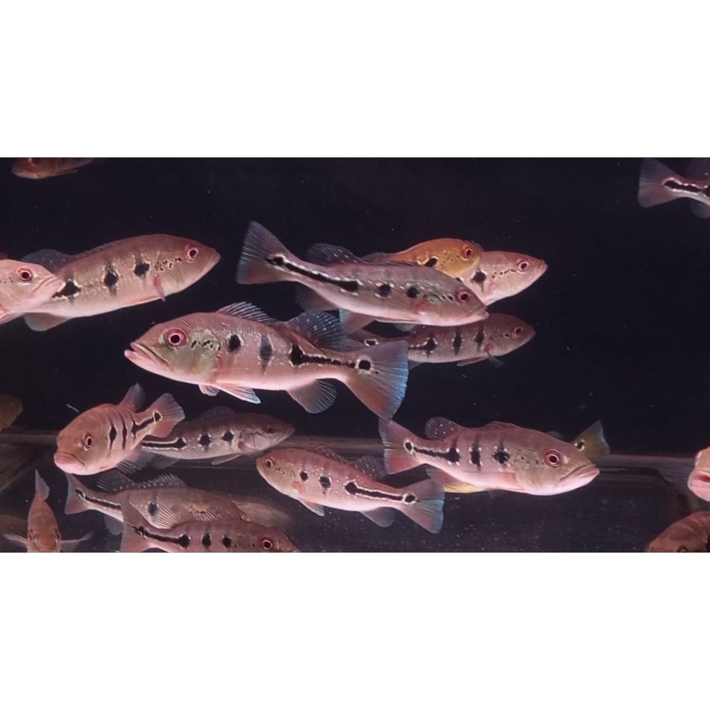 pbass orinoco pelet 11 12cm