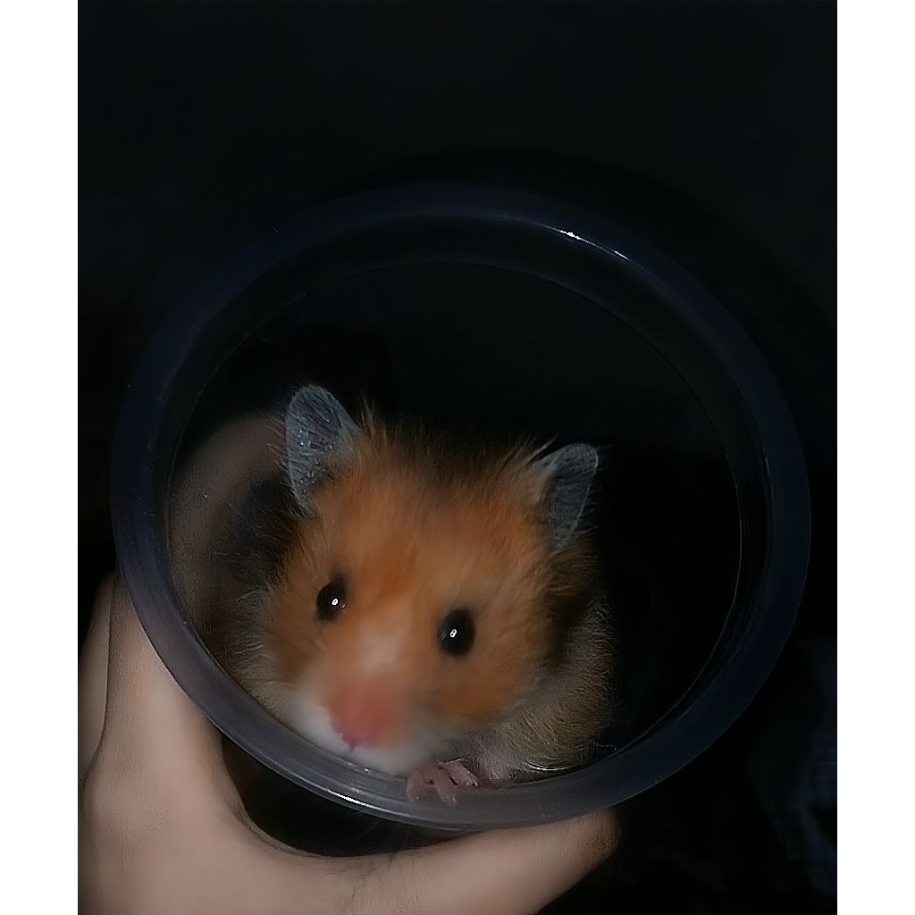 Anakan Hamster Syrian