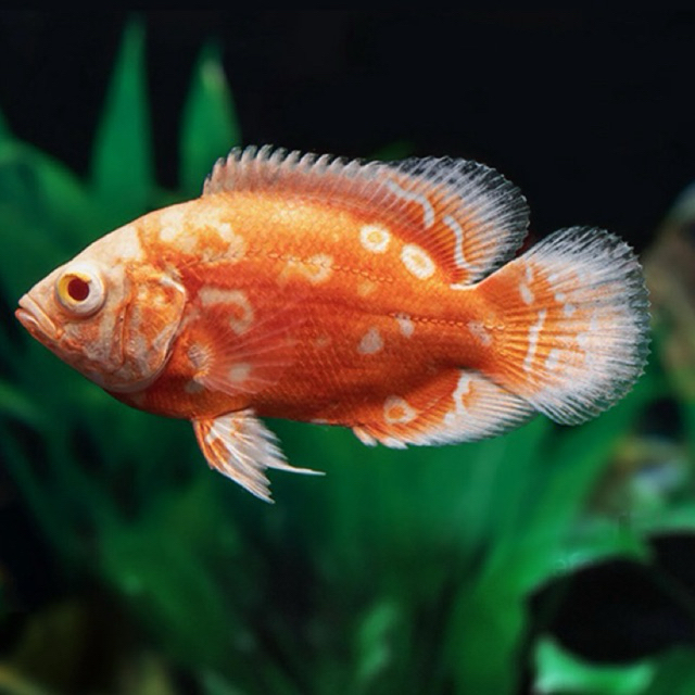 hiasan aquarium oscar albino ne mo untuk mempercantik aquarium anda dan cepat besar