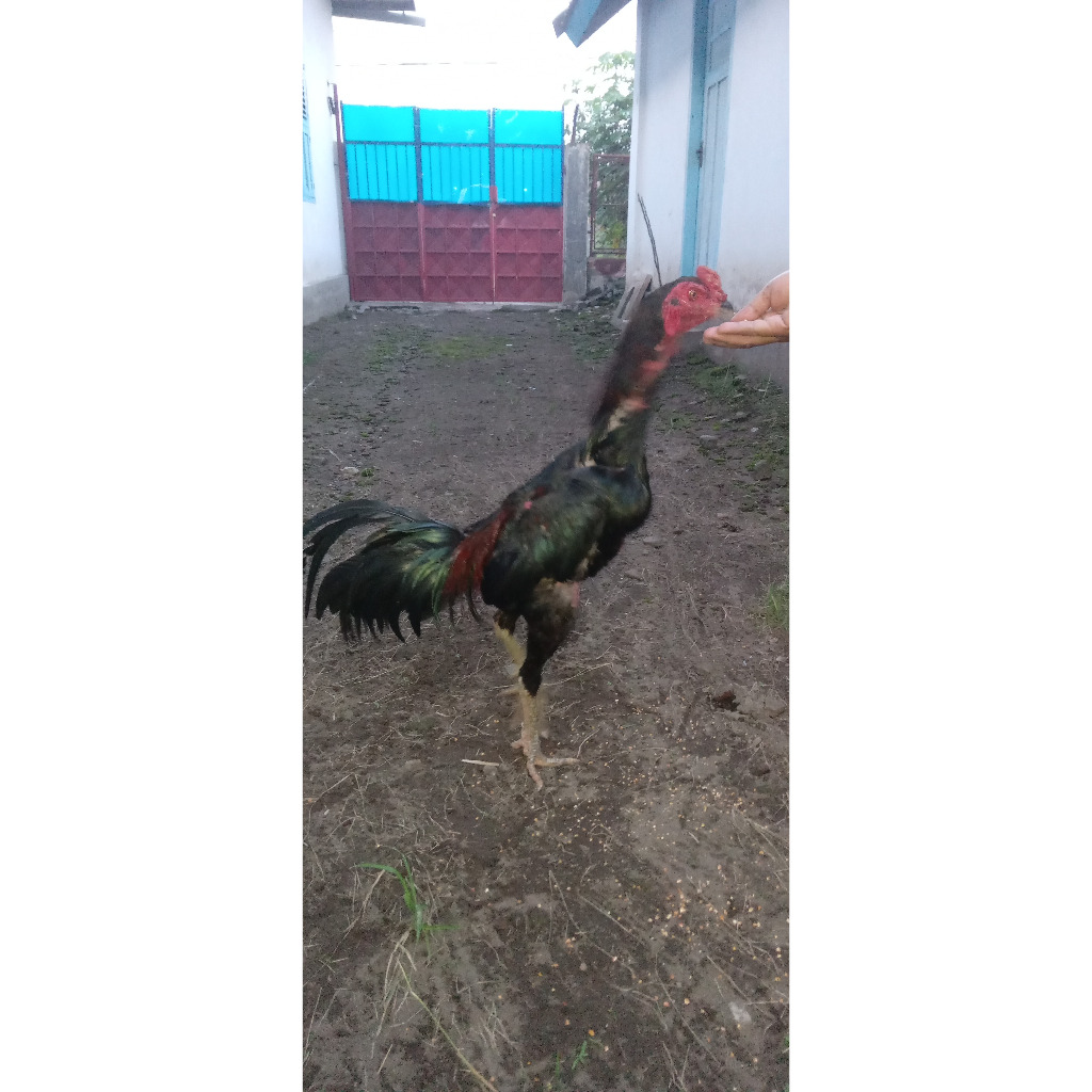 Ayam Jago Pamagon Mangon