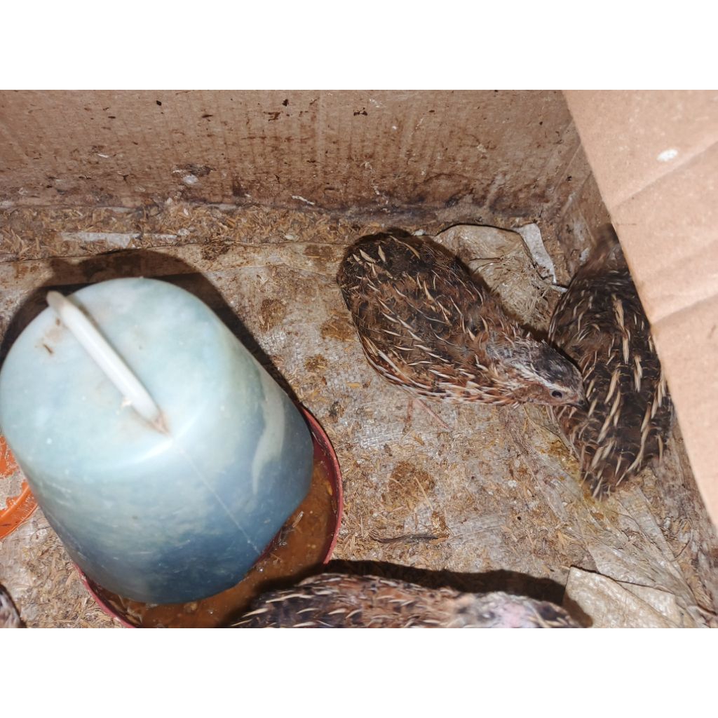 burung puyuh jantan usia 60 hari