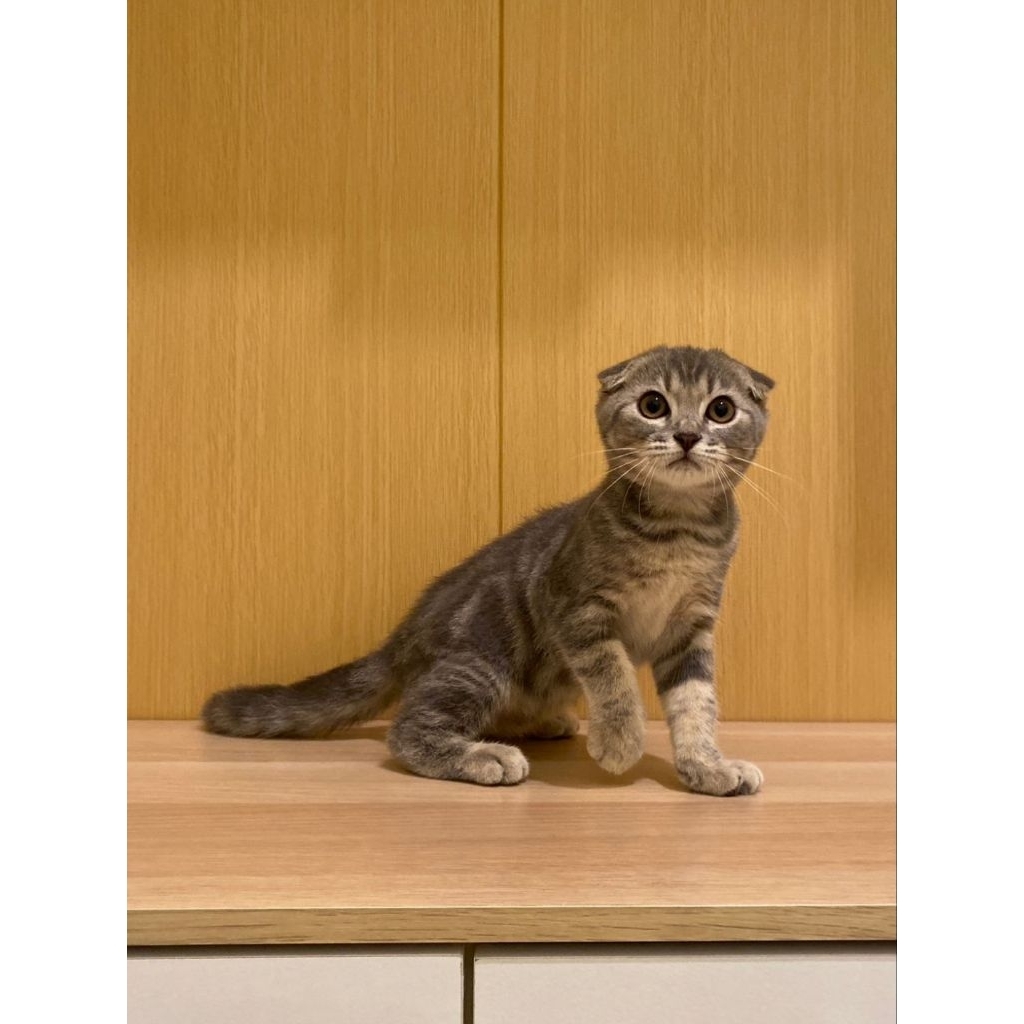 Scootish fold jantan