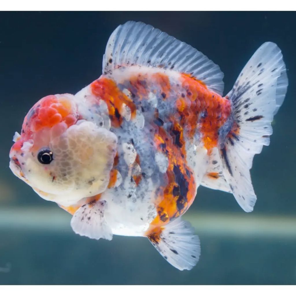 paket 2 pcx oranda panca warna koki pw perhiasan aquarium aquascape good