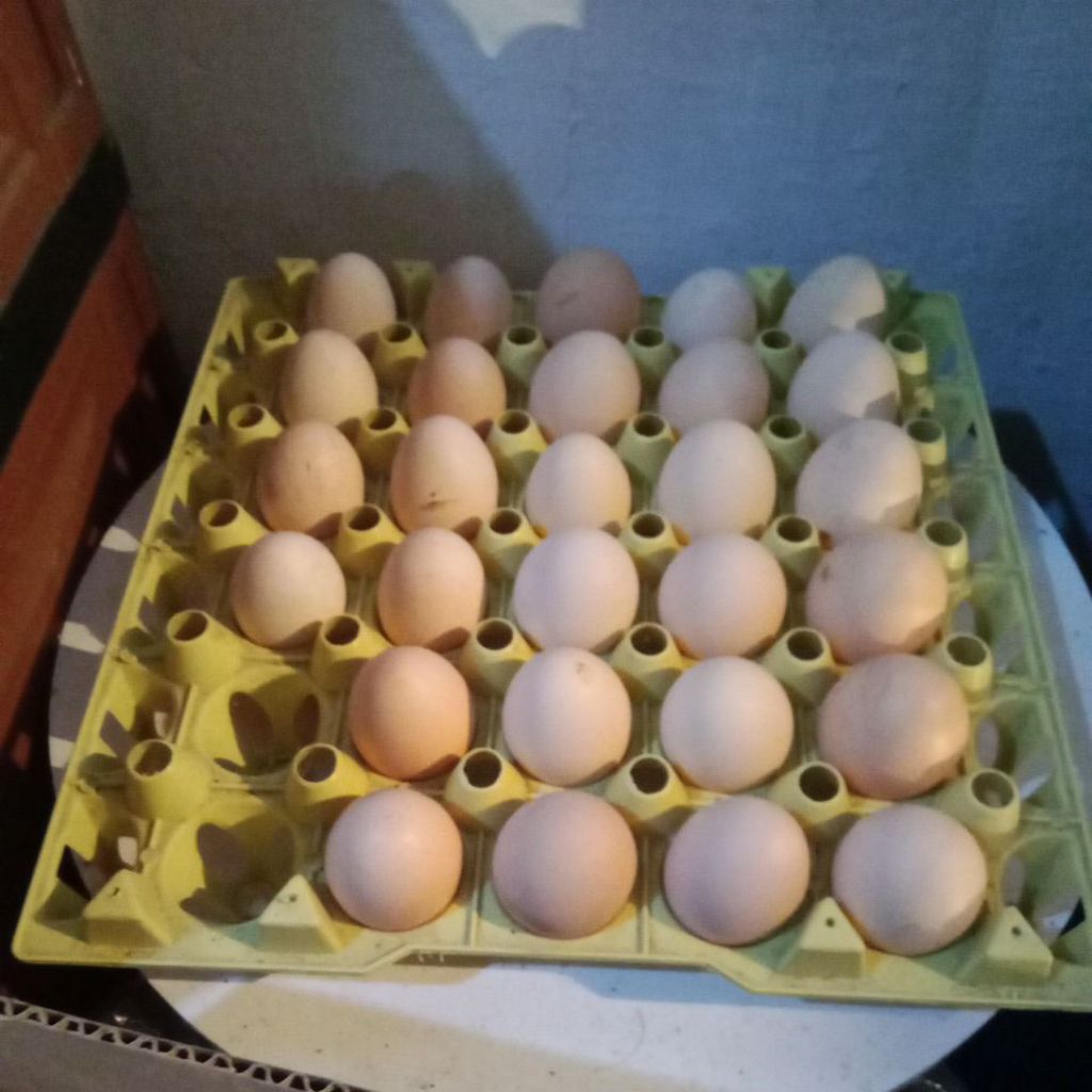 Telur tetas ayam KUB