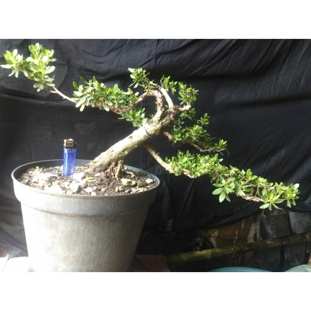 bonsai.santigi
