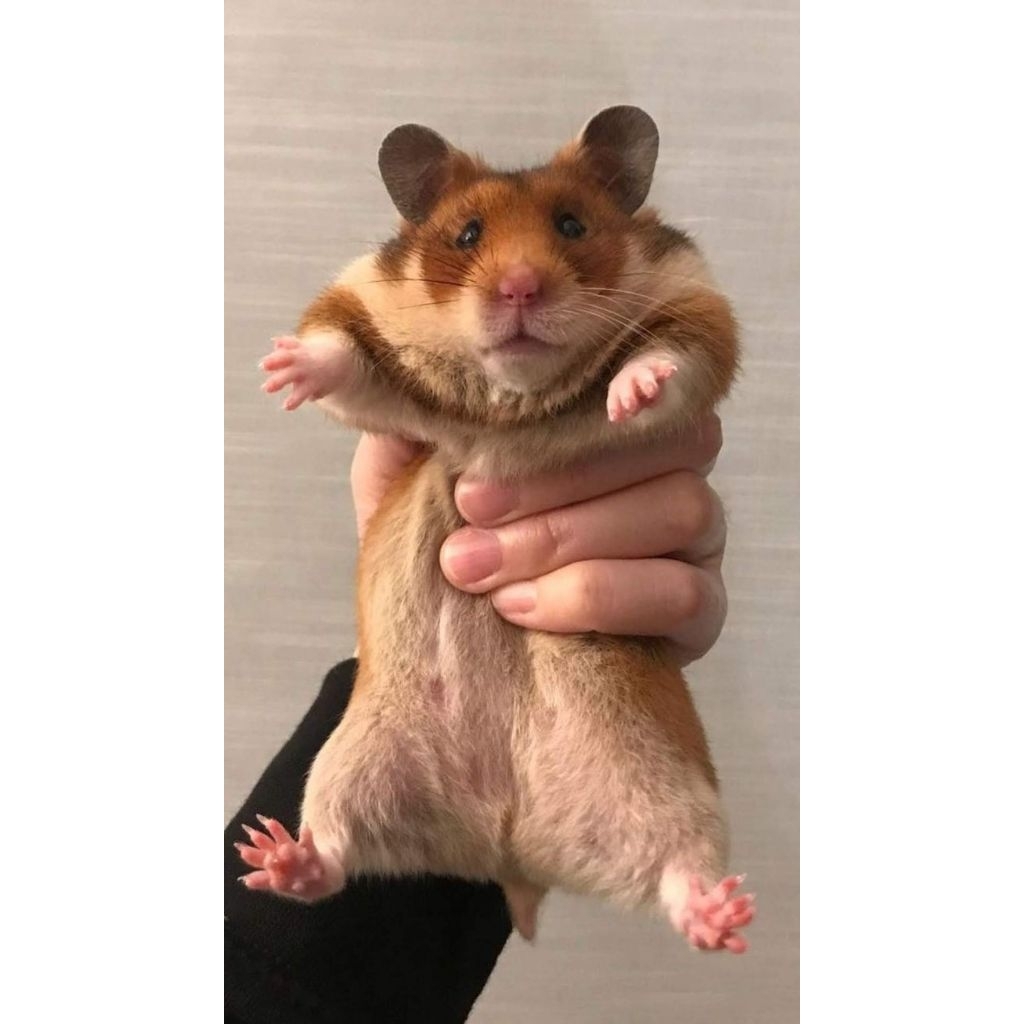 Hamster syrian golden short hair indukan