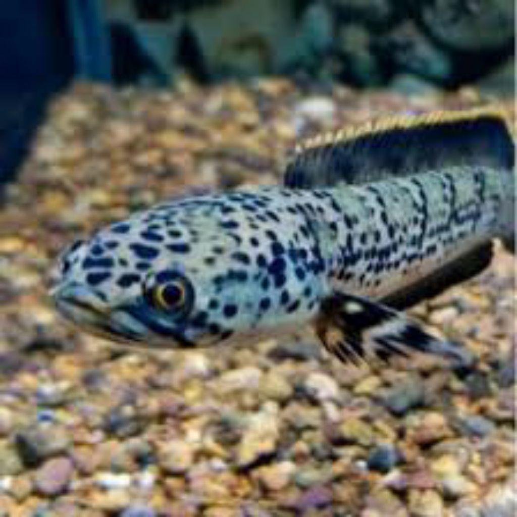 Limbata granit