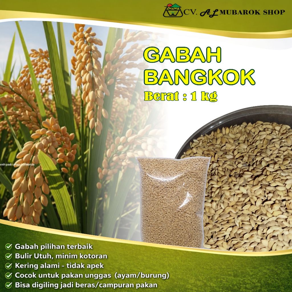 Gabah Bangkok burung ayam aduan 1KG