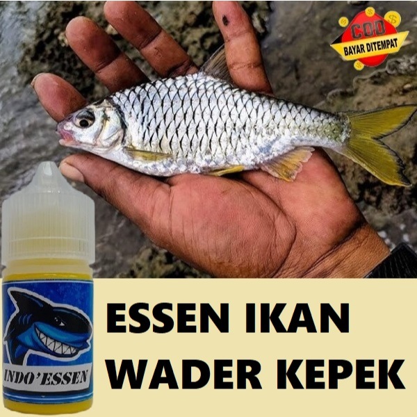 ESSEN IKAN WADER KEPEK PALING AMPUH – RAHASIA STRIKE CEPAT UMPAN MANCING WADER LIAR