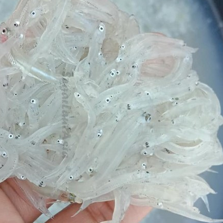 Ikan Teri / Ikan Teri Segar / Ikan Teri Basah / Ikan Teri Nasi / Ikan Teri Basah / Ikan Teri Nasi Ba