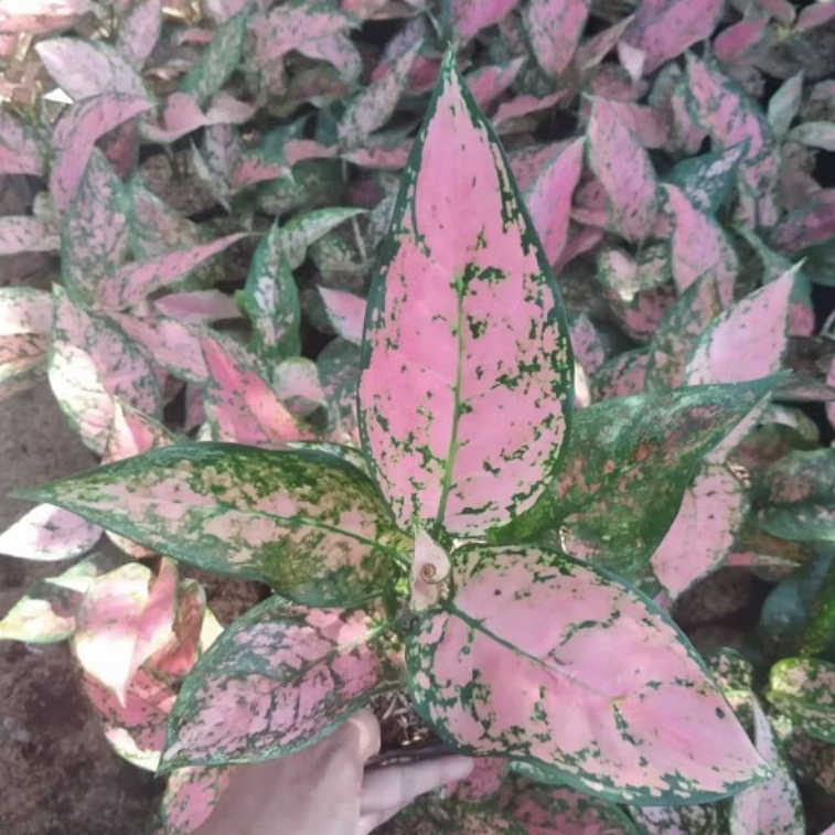 aglonema ruby pink dewasa tanamam hias bunga