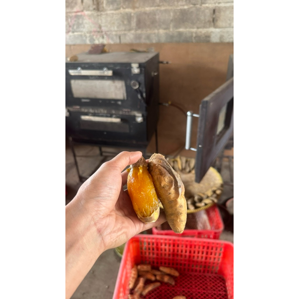 umbi ubi hui boled cilembu khas sumedang asli jenis super mentah